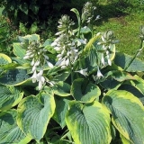 Hosta siebold